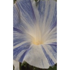 Flying Saucers Morning Glory Seeds 5740