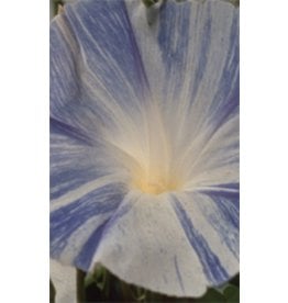 OSC Flying Saucers Morning Glory Seeds 5740