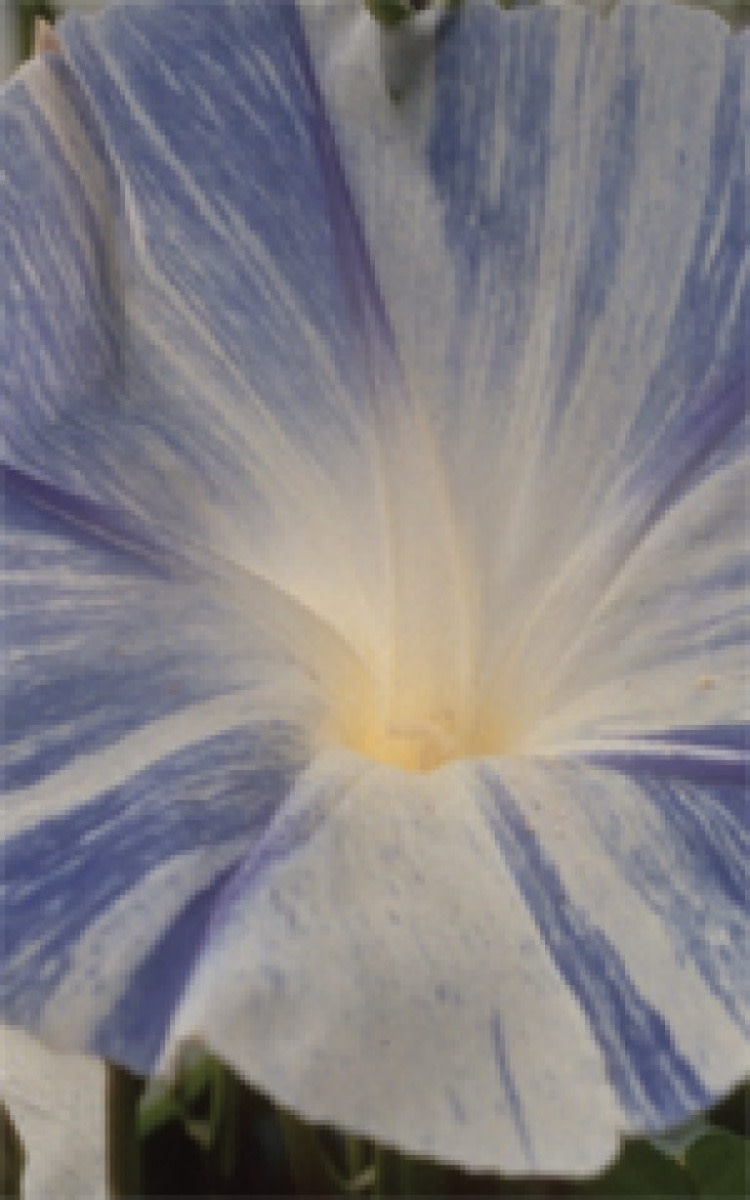 OSC Flying Saucers Morning Glory Seeds 5740