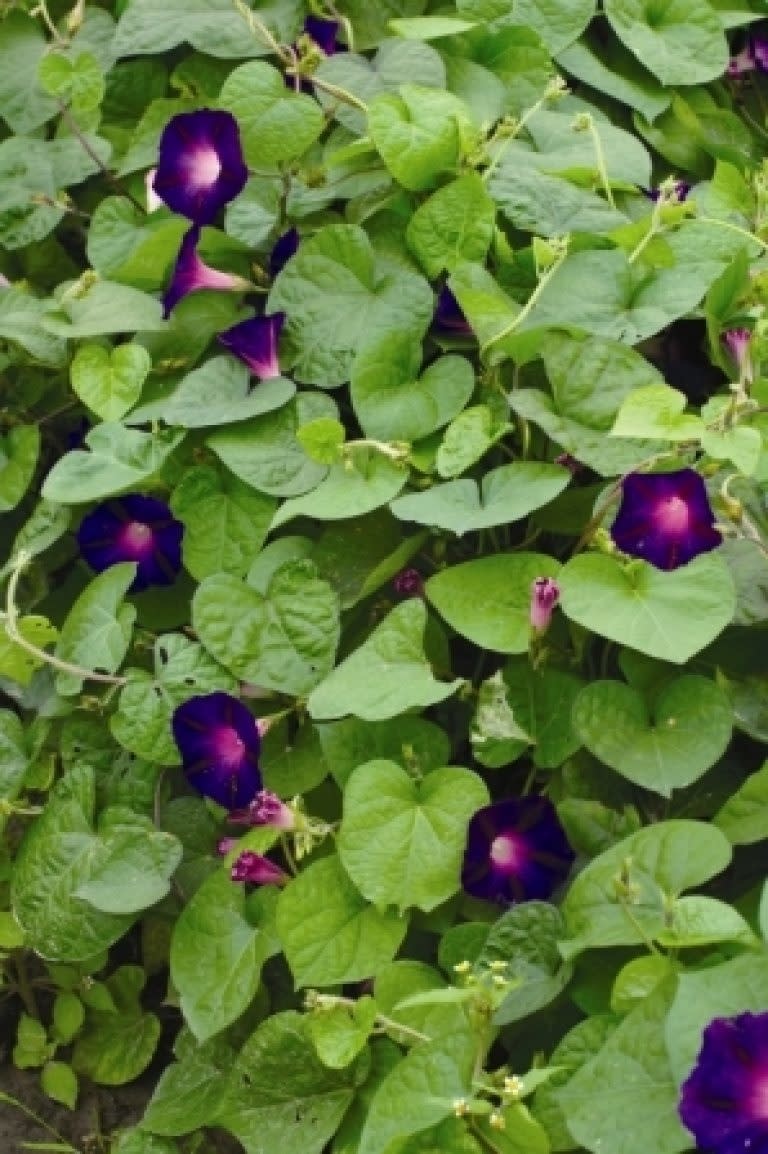 OSC Grandpa Ott Morning Glory Seeds 5745