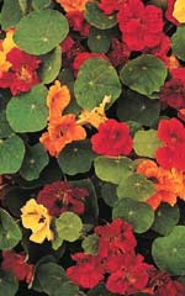 OSC Dwarf Jewel Mixed Nasturtium Seeds 5780