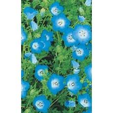 OSC Baby Blue Eyes Nemophila Seeds 5820