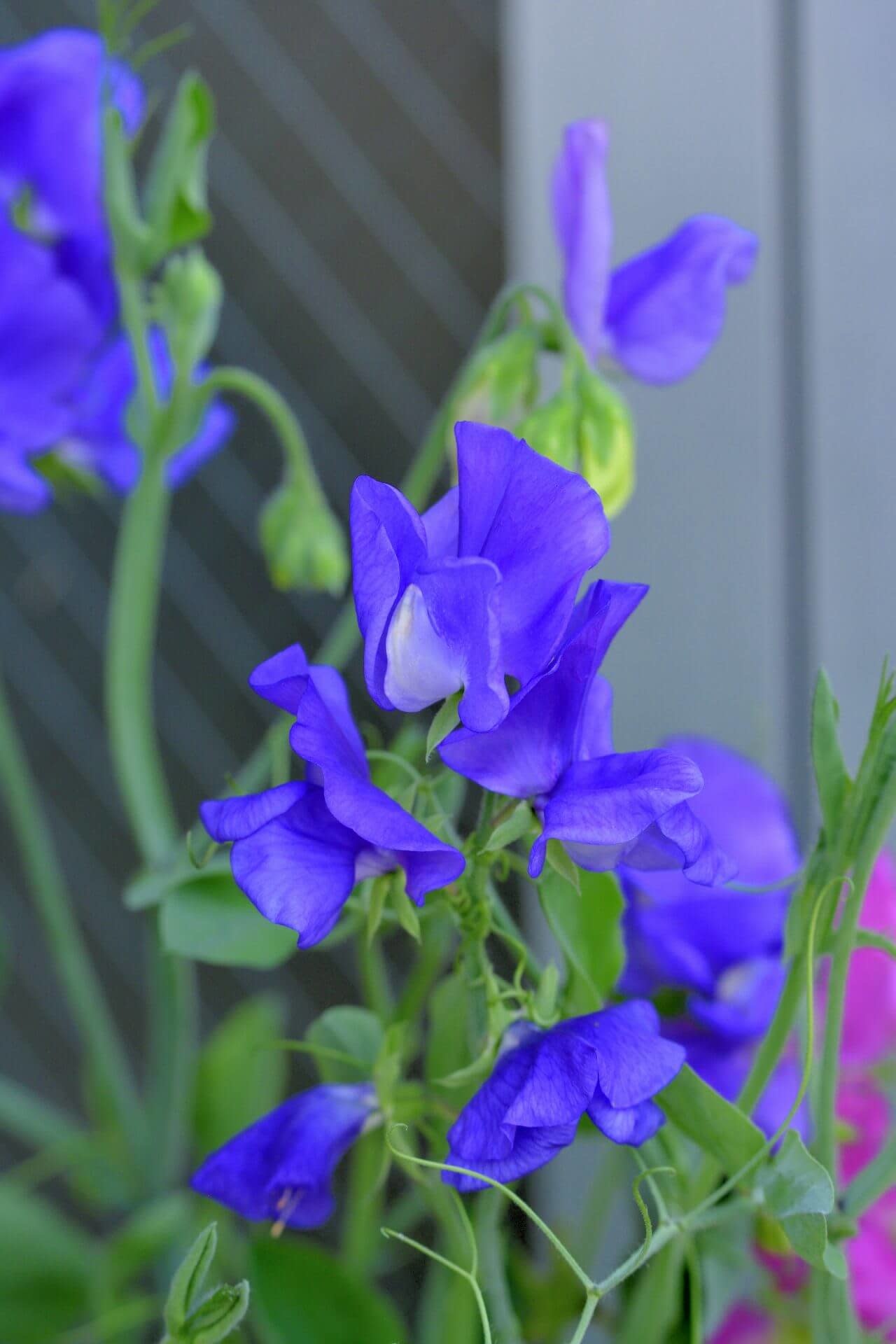 OSC Elegance Mid Blue Sweet Peas Seeds (Climbing Type)