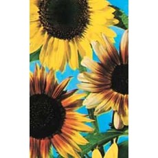 OSC Colour Fashion Mixed Sunflower Seeds 6125