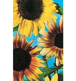 OSC Colour Fashion Mixed Sunflower Seeds 6125