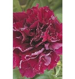 OSC Double Cascade Burgundy Petunia Seeds 5950