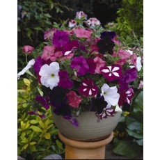 OSC Gradiflora Dwarf Bedding Petunia Seeds (Mixed Colours) 6000