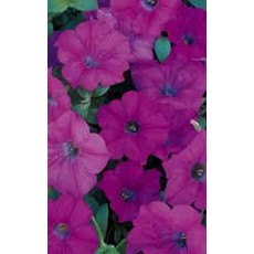 Lavender Wave Petunia Seeds (Ground Cover Type)