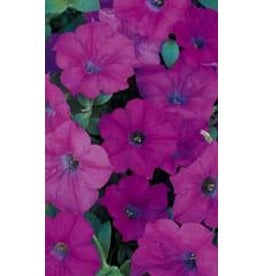 OSC Lavender Wave Petunia Seeds (Ground Cover Type)