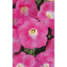 OSC Pink Wave Petunia Seeds (Ground Cover Type) 5980