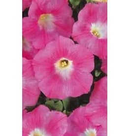 OSC Pink Wave Petunia Seeds (Ground Cover Type) 5980