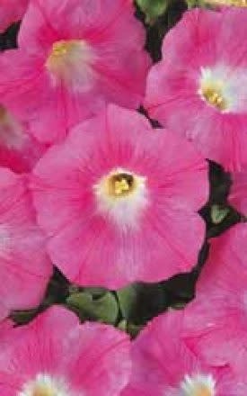 OSC Pink Wave Petunia Seeds (Ground Cover Type) 5980