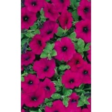 OSC Purple Wave Petunia Seeds (Ground Cover Type) 5985