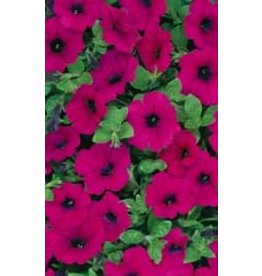 OSC Purple Wave Petunia Seeds (Ground Cover Type) 5985