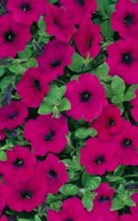 OSC Purple Wave Petunia Seeds (Ground Cover Type) 5985