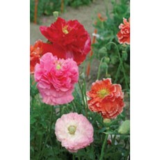 OSC Double Shirley Mixed Poppy Seeds 6010