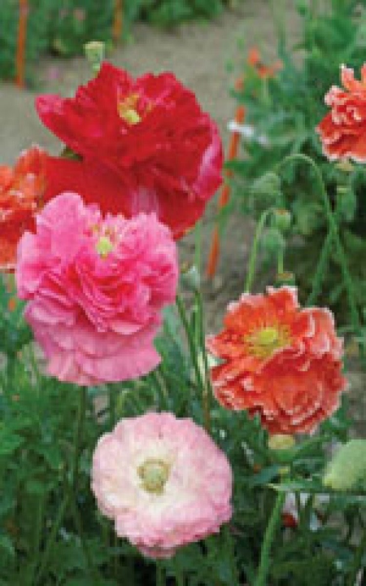 OSC Double Shirley Mixed Poppy Seeds 6010