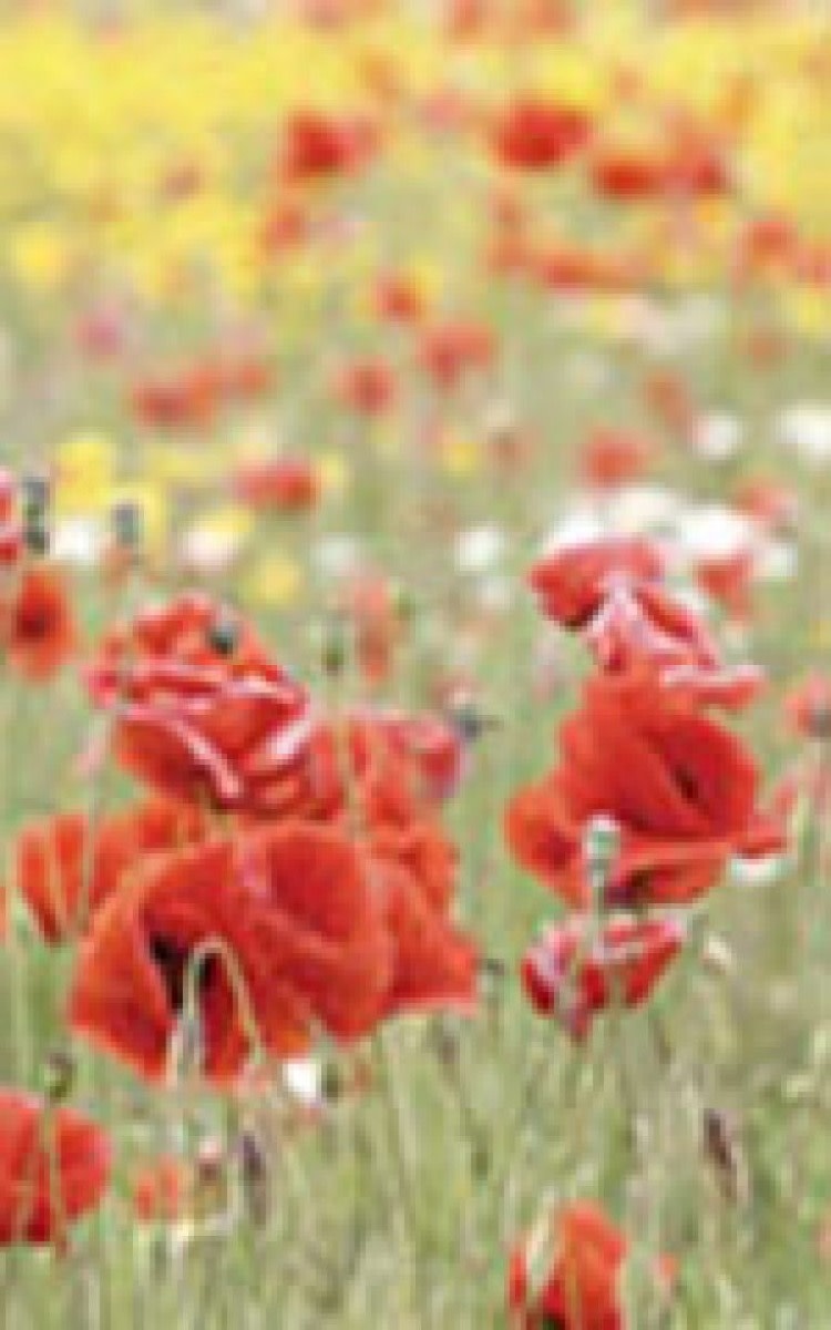 OSC Flanders Field Poppy Seeds 6015