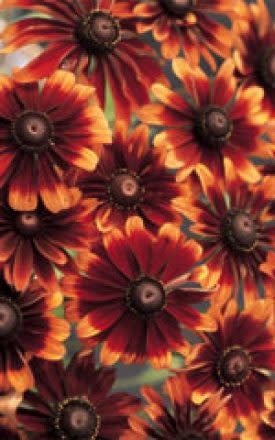 OSC Chocolate/Orange Rudbeckia Seeds (Annual Type) 6033