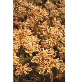 OSC Summer Icicle Euphorbia Seeds 5215
