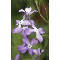 OSC Evening Scented Stocks Seeds 6120
