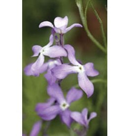 OSC Evening Scented Stocks Seeds 6120