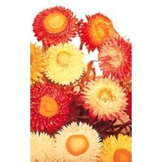 OSC Mixed Colour Strawflower Seeds 6123