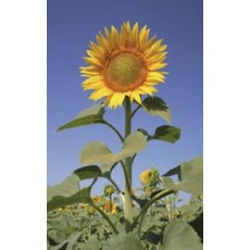 OSC Sunflower - Mammoth Russian Large Grey Striped Seeds 6140