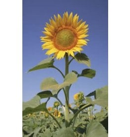 OSC Sunflower - Mammoth Russian Large Grey Striped Seeds 6140