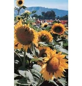 OSC Sunspot Dwarf Sunflower Seeds 6145