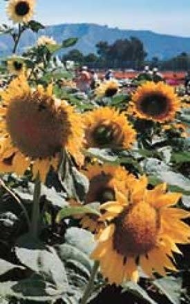 OSC Sunspot Dwarf Sunflower Seeds 6145