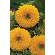 OSC Tall Sungold Sunflower Seeds 6150