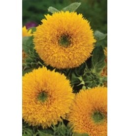 OSC Tall Sungold Sunflower Seeds 6150