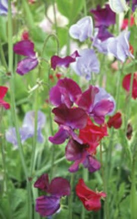 OSC Bijou Mixed Sweet Peas Seeds (Bush Type) 6225