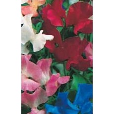 OSC Royal Family Mixed Sweet Peas Seeds (Climbing Type) 6245