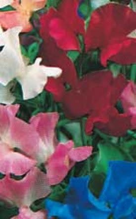 OSC Royal Family Mixed Sweet Peas Seeds (Climbing Type) 6245