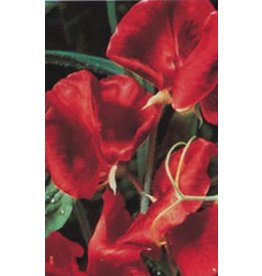 OSC Royal Scarlet Sweet Peas Seeds (Climbing Type)  6260
