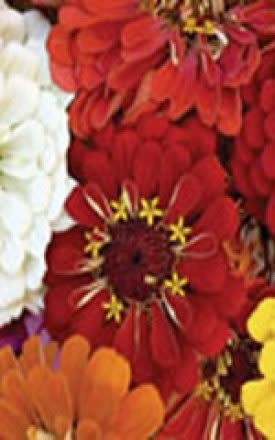 OSC Cactus Flowered Hybrid Mixture Zinnia Seeds 6280