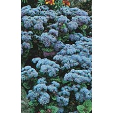 OSC Blue Mink Ageratum Seeds (Blue Flossflower) 5000