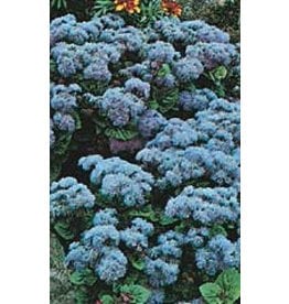 OSC Blue Mink Ageratum Seeds (Blue Flossflower) 5000