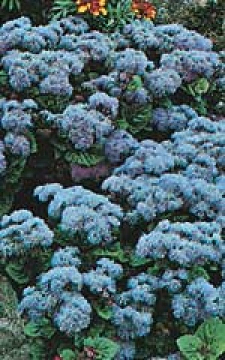 OSC Blue Mink Ageratum Seeds (Blue Flossflower) 5000