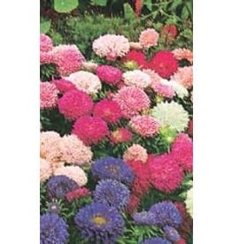 OSC Powderpuff Bouquet Aster Seeds 5035