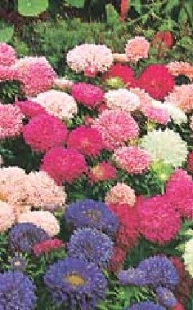 OSC Powderpuff Bouquet Aster Seeds 5035