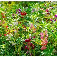 OSC Brilliant Mixture Balsam Seeds (Touch-Me-Not) 5050