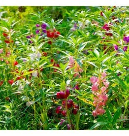 OSC Brilliant Mixture Balsam Seeds (Touch-Me-Not) 5050