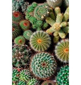 Cactus Mixture Seeds 5075