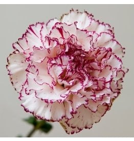 OSC Chabauds Giant Carnation Seeds (Mixed Colours) 6395