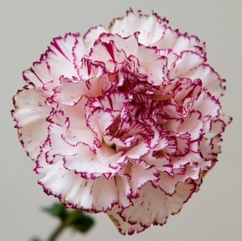Chabauds Giant Carnation Seeds (Mixed Colours) 6395