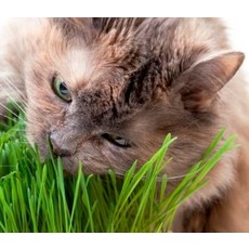 OSC Catgrass Seeds (Digestive Aid for Cats) 6700