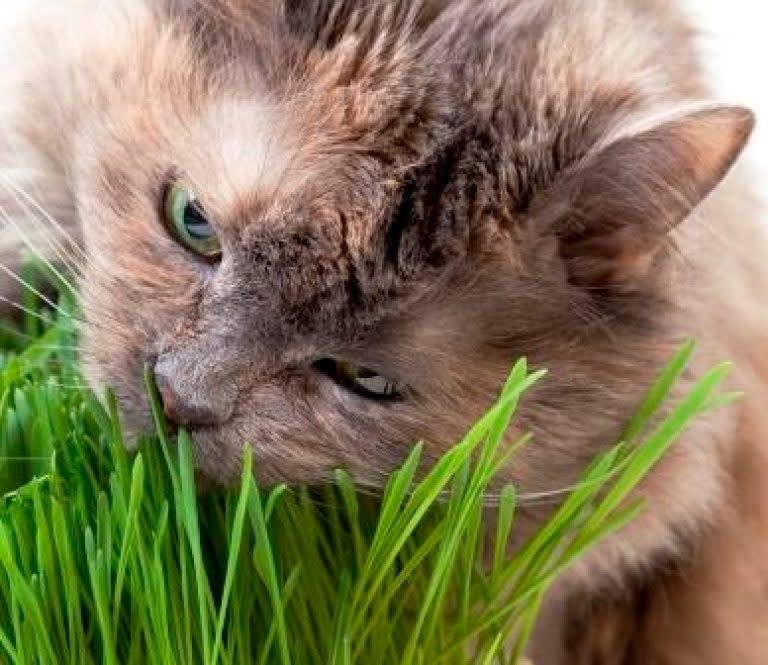 OSC Catgrass Seeds (Digestive Aid for Cats) 6700